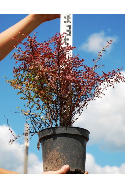 Барбарис Тунберга Оранж Дрім *PBR/® | Барбарис Тунберга Оранж Дрим *PBR/® | Berberis thunbergii Orange Dream *PBR/®