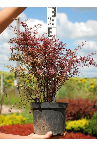 Berberis thunbergii Orange Dream