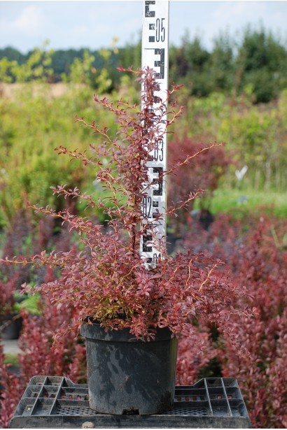 Барбарис Оранж Дрім саджанець 45-50 см 