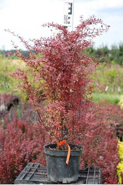 Барбарис Тунберга Оранж Дрім *PBR/® | Барбарис Тунберга Оранж Дрим *PBR/® | Berberis thunbergii Orange Dream *PBR/®