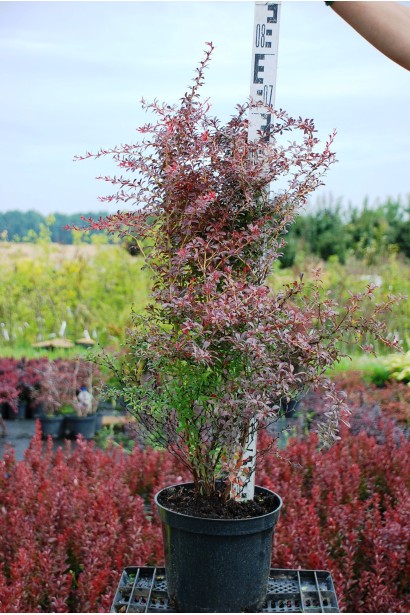 Барбарис Оранж Дрім висота 70-80 см