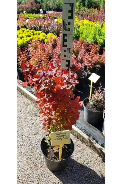 Барбарис Оранж  Рокет садженец