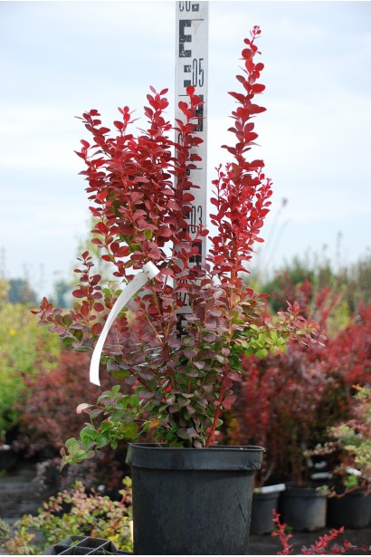 Барбарис Тунберга Оранж Рокет в горшке