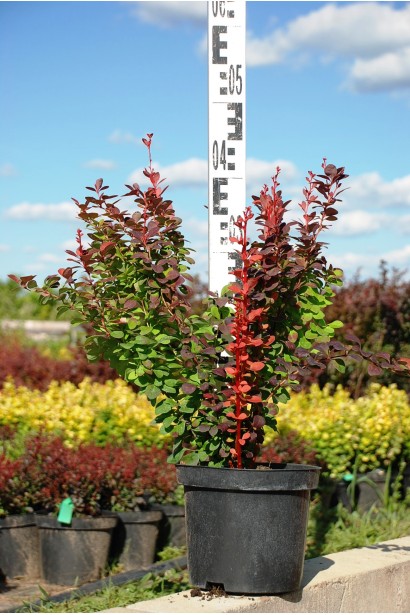 Барбарис Тунберга Оранж Рокет высота 50-60 см