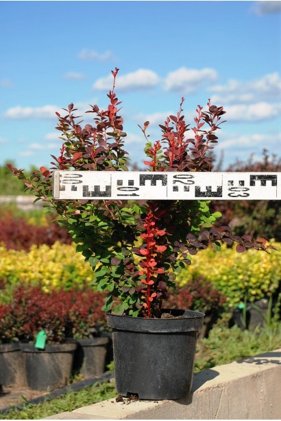 Барбарис Оранж Рокет в диаметре 25-30 см