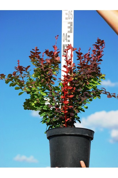 Барбарис Оранж Рокет саженец высотой 40 см