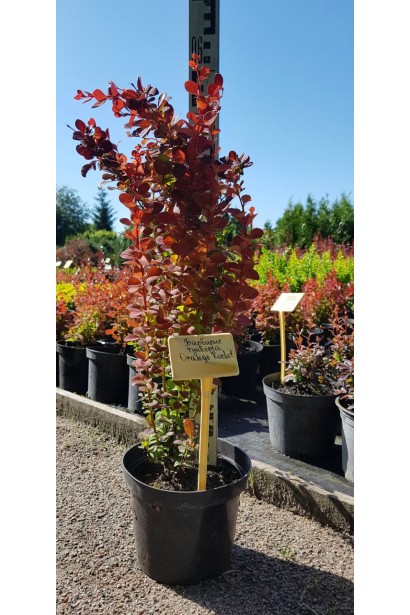 Барбарис Тунберга Оранж Рокет в контейнере