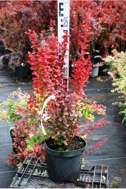 Барбарис Оранж Рокет молодые приросты