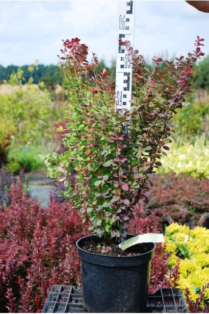 Барбарис тунберга Orange Rocket