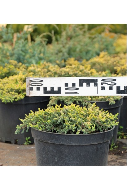 Ялівець звичайний Голдшатц - контейнер 3 л, діаметр 20-25 см