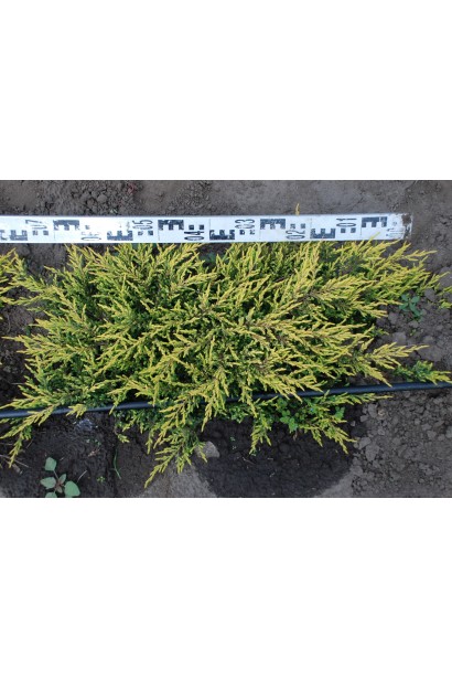 Ялівець звичайний Голдшатц на полі, діаметр 70-80 см