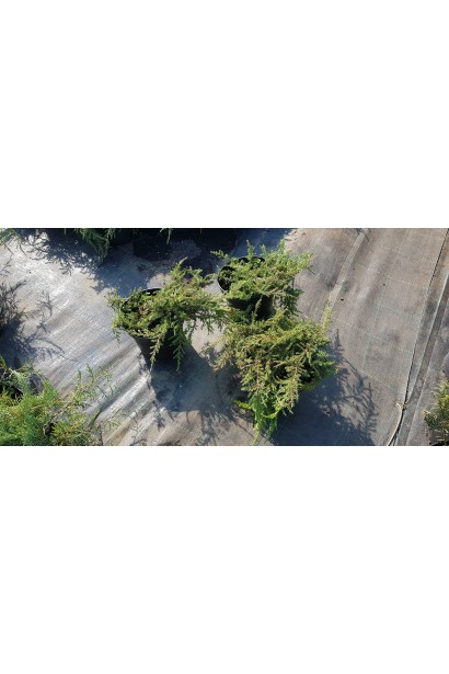 Ялівець звичайний Грінмантл / Грін Мантл