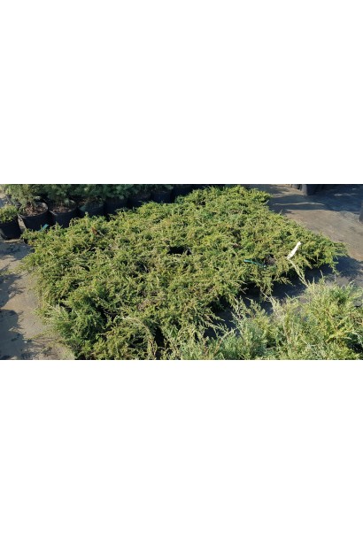 Ялівець звичайний Грін Мантл - саджанці в контейнерах в садовому центрі