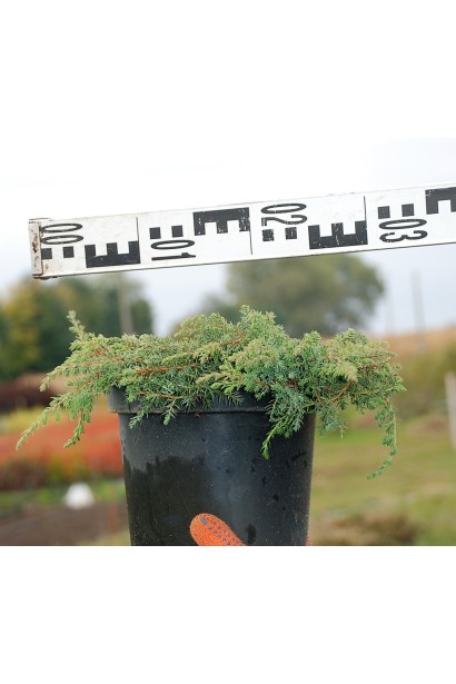 Ялівець звичайний Грінмантл в горщику 3 л, діаметр 20-30 см