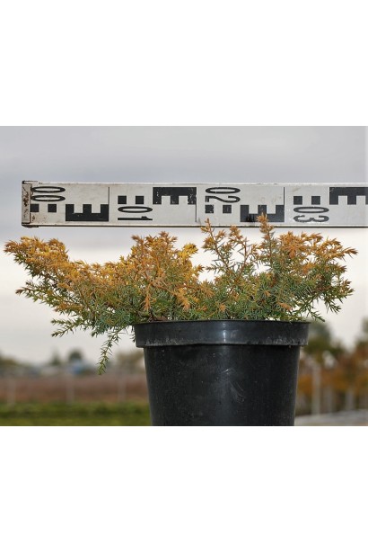 Ялівець Депресса Ауреа контейнер 5 л, діаметр 30-35 см