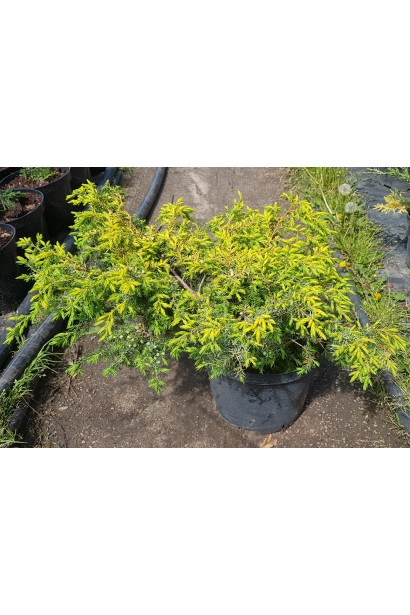 Ялівець Депресса Ауреа - саджанець в горщику