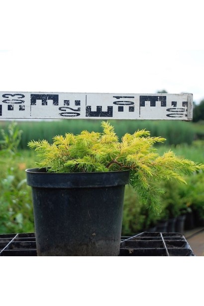 Ялівець береговий Олл Голд діаметр 20-30 см