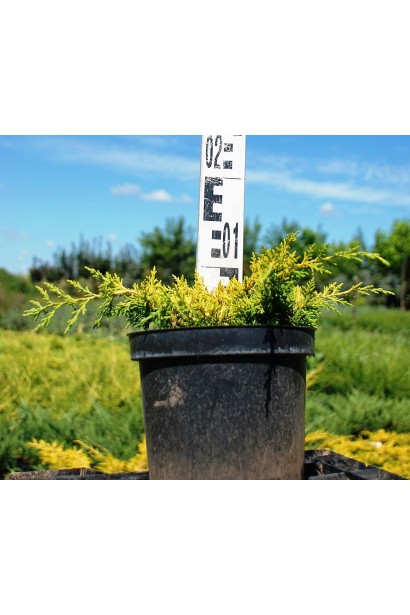 Ялівець Плюмоза Ауреа - контейнер 3 л, висота 5-10 см