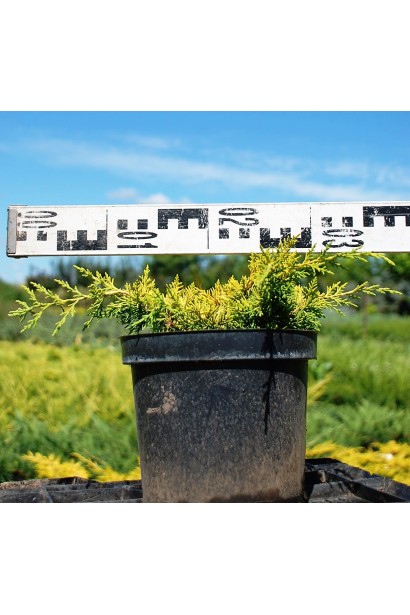 Ялівець Плюмоза Ауреа - контейнер 3 л, діаметр 25-35 см