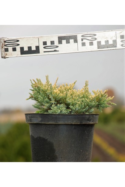 Можжевельник чешуйчатый Дрим Джой