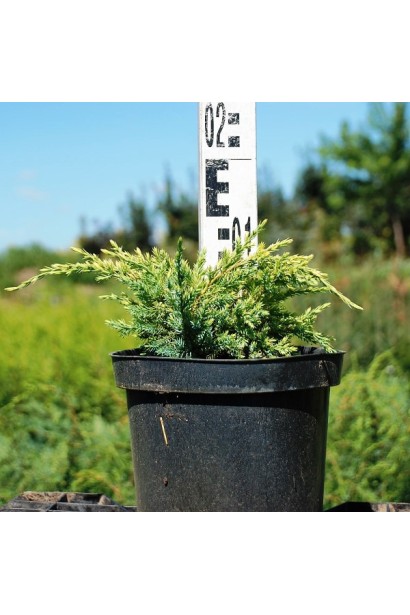 Можжевельник чешуйчатый Дрим Джой - 3л/15-20см/Ø20-30см