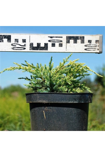 Можжевельник чешуйчатый Дрим Джой - 3л/15-20см/Ø20-30см