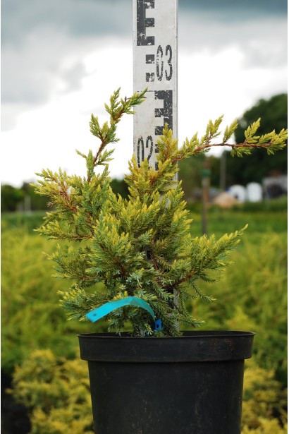 Можжевельник чешуйчатый Дрим Джой