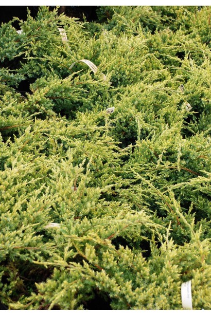 Можжевельник чешуйчатый Дрим Джой - хвоя зелено–синего цвета, в период молодости интенсивно золотисто – жёлтая