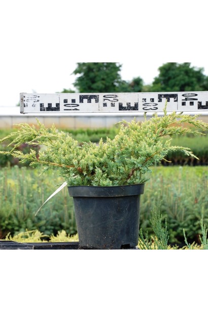 Можжевельник чешуйчатый Дрим Джой