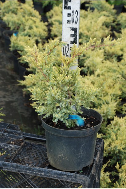 Juniperus squamata Dream Joy
