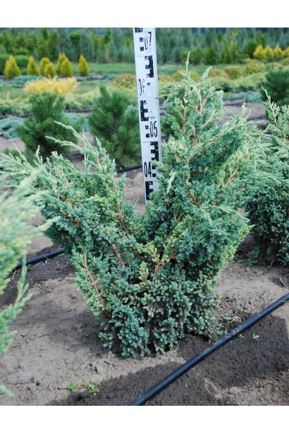 Можжевельник чешуйчатый Мейери Компакта в поле