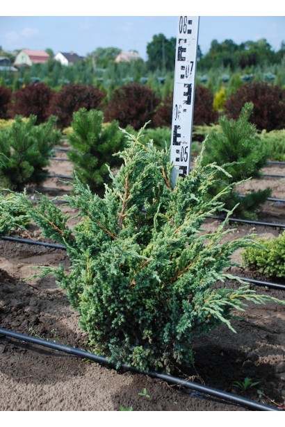 Можжевельник чешуйчатый Мейери Компакта - ком20кг/40-60см/Ø30-40см