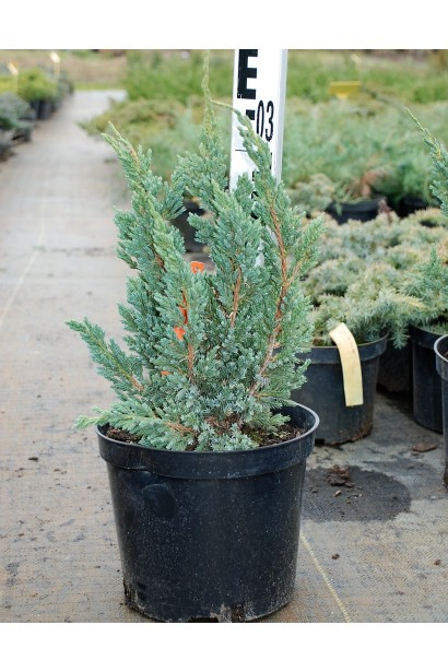 Можжевельник чешуйчатый Мейери Компакта - 3л/30-35см/Ø15-20см