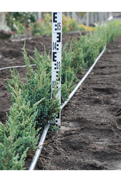 Можжевельник чешуйчатый Мейери Компакта