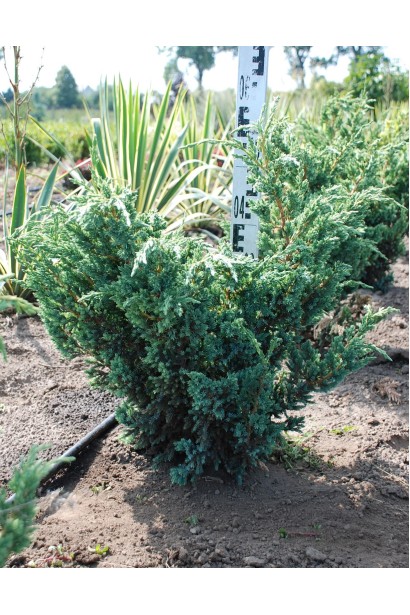 Можжевельник чешуйчатый Мейери Компакта
