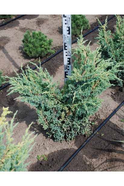 Можжевельник чешуйчатый Мейери Компакта - ком30кг/вис.50-55/Ø55-70