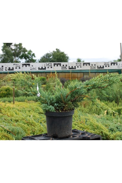 Ялівець лускатий Холгер в контейнері