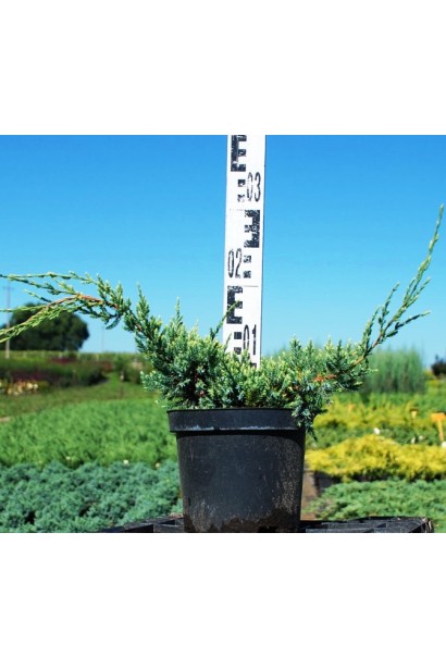 Ялівець лускатий Холгер - 5л/30-40см/Ø40-50см