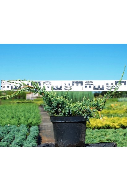 Ялівець лускатий Холер - 5л/30-40см/Ø40-50см