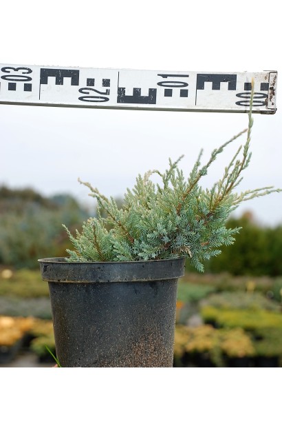 Ялівець лускатий Холгер - 3л/20-25см/Ø15-25см