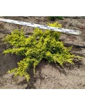 Ялівець лускатий Холгер | Можжевельник чешуйчатый Холгер | Juniperus squamata Holger