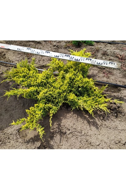 Ялівець лускатий Холер в полі