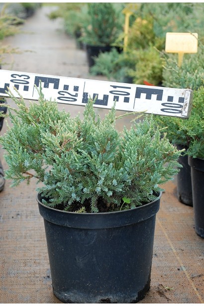 Ялівець лускатий Холгер