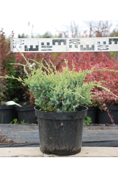 Ялівець лускатий Холгер 