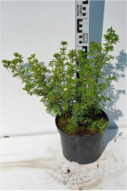 Лапчатка Пінк Б’юті в контейнері 3 л висота 20-30 см