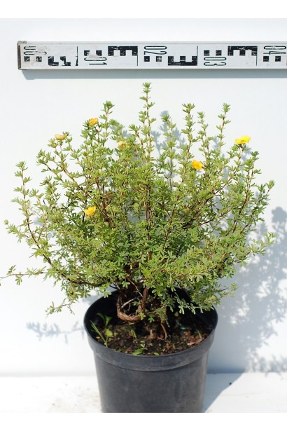 Перстач чагарниковий Танжерін С3 діаметр крони 30-40 см