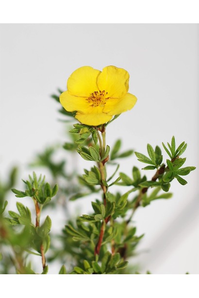 Лапчатка жовта Tangerine