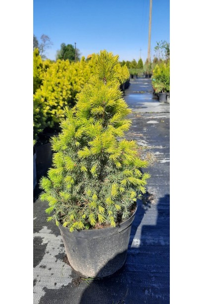 Ель канадская Коника Майголд контейнер 3 л