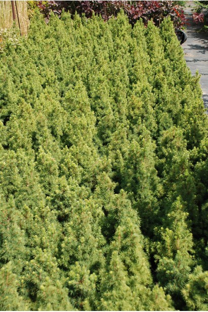 Ель сизая Коника Майголд в садовом центре