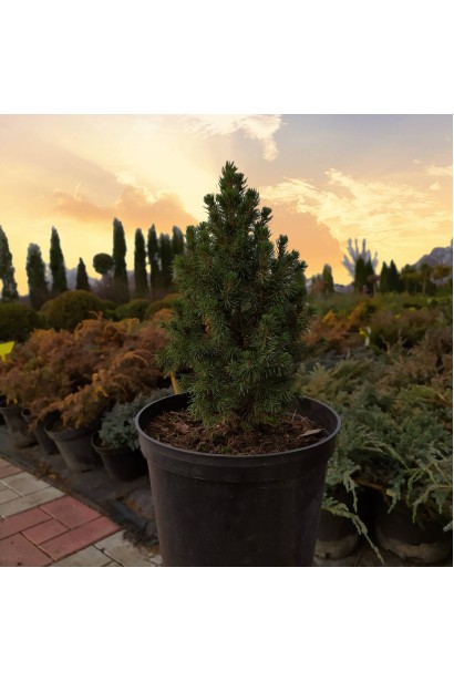Picea glauca Conica Maigold